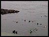 Kids 1st Dive 033.jpg