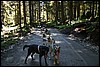 Alaska 2007-184.JPG