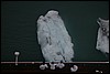 Alaska 2007-559.JPG