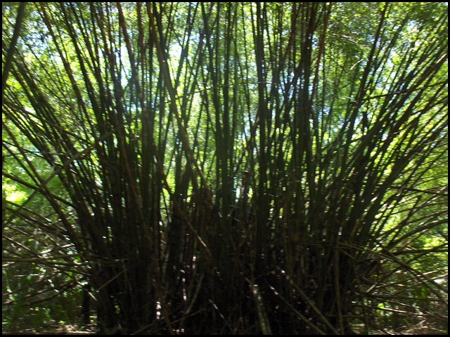 Belize 2008-027.JPG