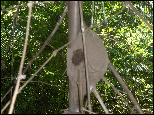 Belize 2008-028.JPG