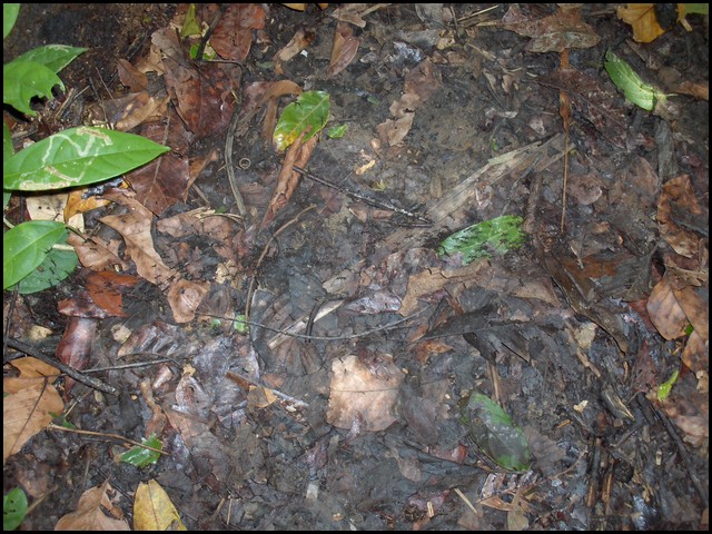 Belize 2008-030.JPG