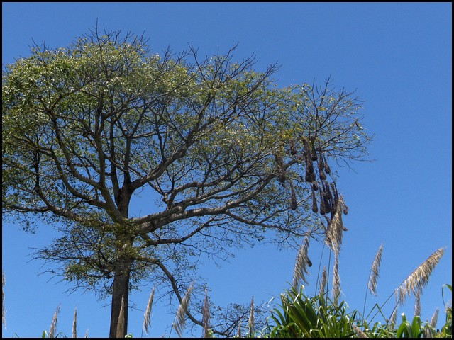 Belize 2008-035.JPG