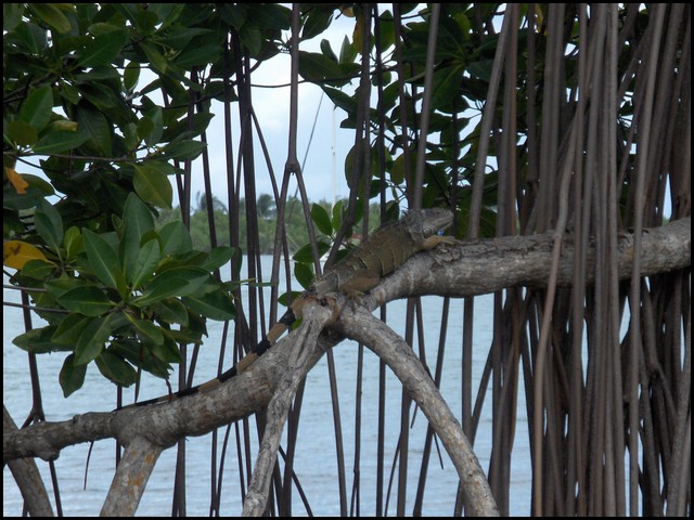 Belize 2008-040.JPG