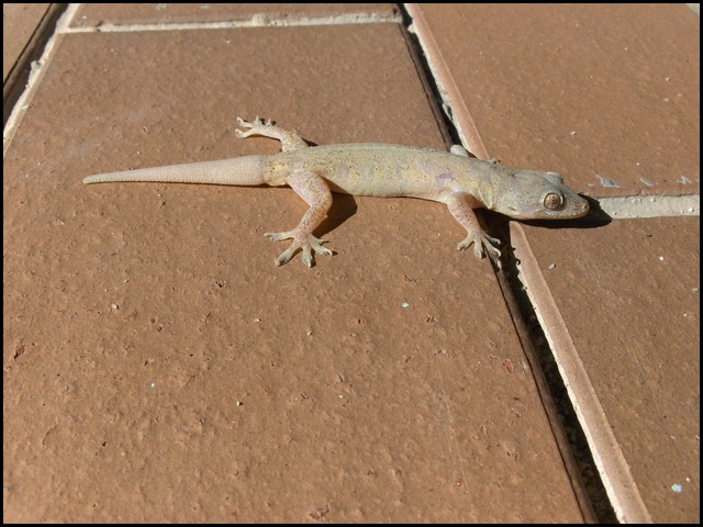 Belize 2008-053.JPG
