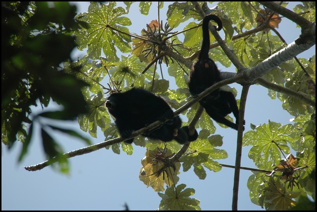 Belize 2008-473.JPG