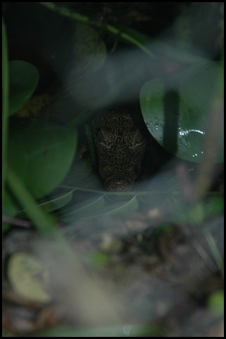 Belize 2008-507.JPG