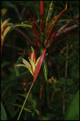 Belize 2008-515.JPG