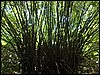 Belize 2008-027.JPG