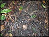 Belize 2008-030.JPG