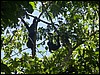 Belize 2008-031.JPG