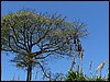 Belize 2008-035.JPG