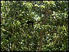 Belize 2008-036.JPG