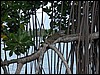 Belize 2008-040.JPG