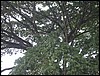 Belize 2008-150.JPG