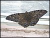 Belize 2008-327.JPG