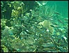 Belize 2008-369.JPG