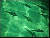 Belize 2008-374.JPG