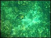 Belize 2008-375.JPG