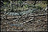 Belize 2008-467.JPG