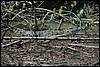 Belize 2008-468.JPG