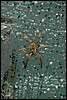 Belize 2008-474.JPG