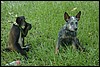 Belize 2008-481.JPG