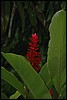 Belize 2008-503.JPG