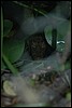 Belize 2008-507.JPG