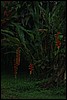Belize 2008-508.JPG