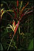 Belize 2008-515.JPG