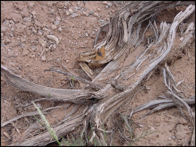 Colorado Memorial Day 2001-06.JPG