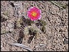 Colorado Memorial Day 2001-16.JPG