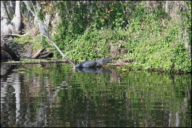 St Johns River 2007-001.JPG
