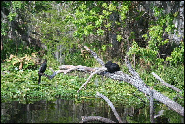 St Johns River 2007-002.JPG