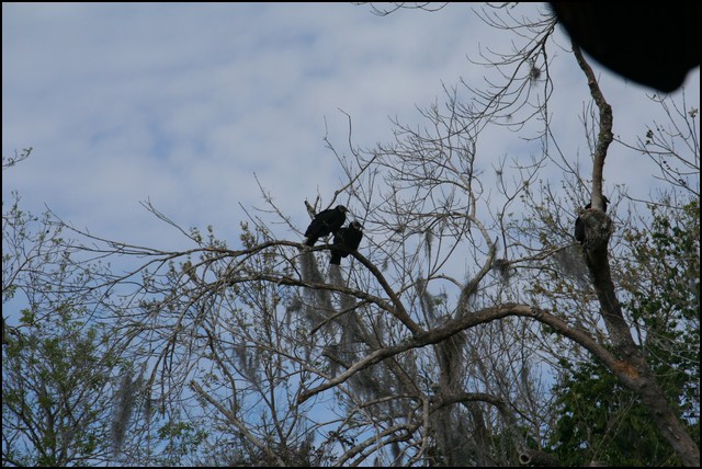 St Johns River 2007-003.JPG