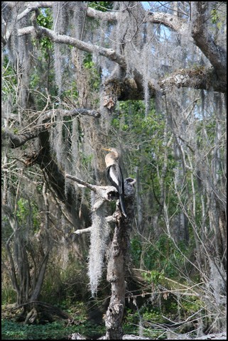 St Johns River 2007-004.JPG