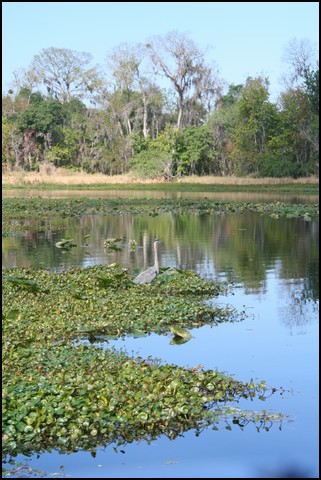 St Johns River 2007-008.JPG