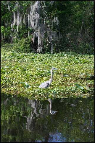 St Johns River 2007-009.JPG