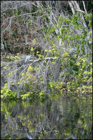 St Johns River 2007-015.JPG