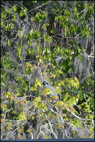 St Johns River 2007-016.JPG