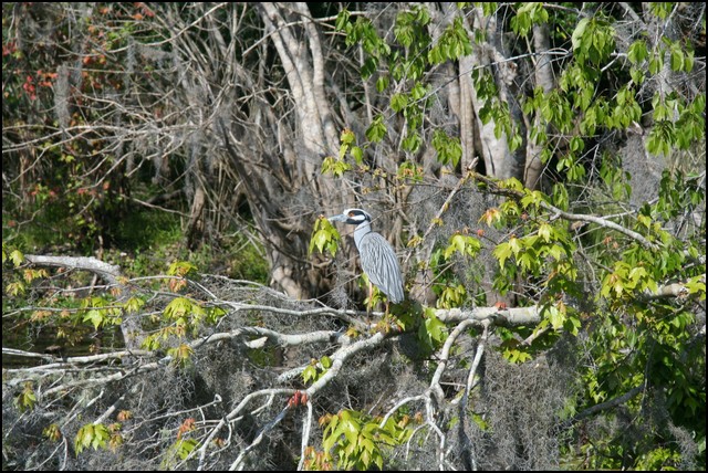 St Johns River 2007-017.JPG