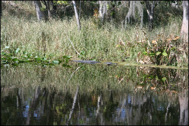 St Johns River 2007-018.JPG