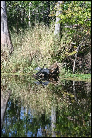 St Johns River 2007-019.JPG
