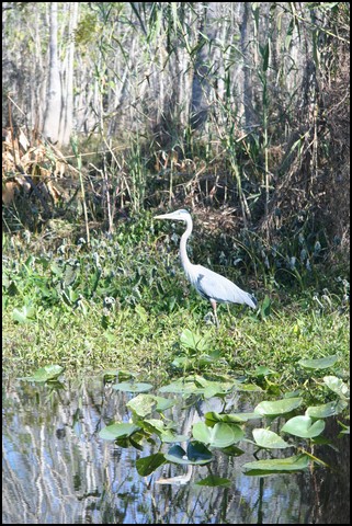 St Johns River 2007-020.JPG