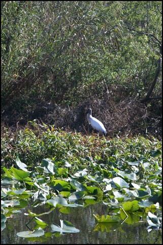 St Johns River 2007-022.JPG