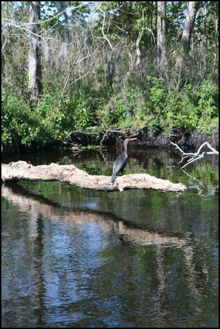 St Johns River 2007-025.JPG
