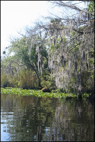 St Johns River 2007-026.JPG