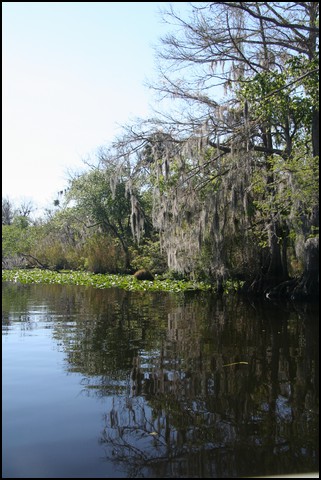 St Johns River 2007-027.JPG