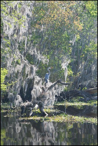 St Johns River 2007-029.JPG